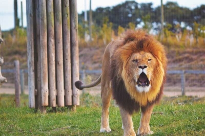 В Нигерии работник зоопарка погиб после нападения льва